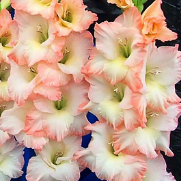 Гладиолус крупноцветковый Кэрлесс