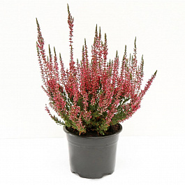 Вереск обыкновенный Малис