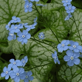 Бруннера крупнолистная Jack Frost