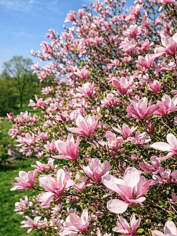 Магнолия Энн