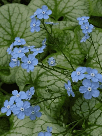 Бруннера крупнолистная Jack Frost