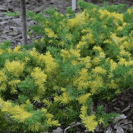 Можжевельник прибрежный Golden Wings