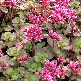 Очиток ложный  Coccineus