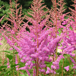 Астильба Арендса Mars