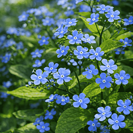 Бруннера сибирская Незабудка