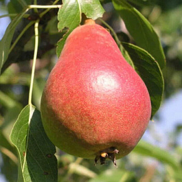 Груша плодовая Ника