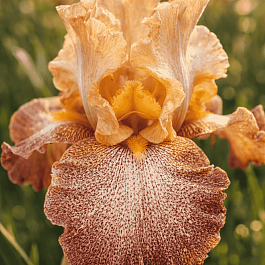 Ирис германский Speckles Size