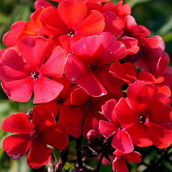 Флокс метельчатый Юник Ред ПАТИО