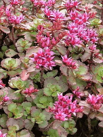 Очиток ложный  Coccineus