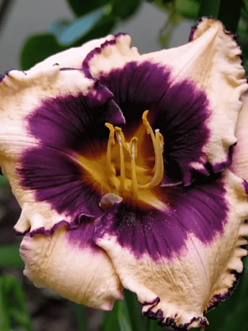 Лилейник Sabine Bauer