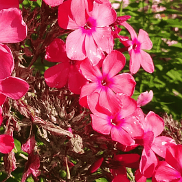 Флокс метельчатый Факел