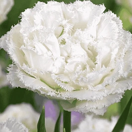 Тюльпан Snow Crystal