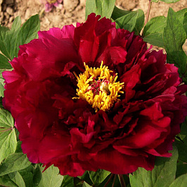 Пион древовидный Эмбелиш Инк