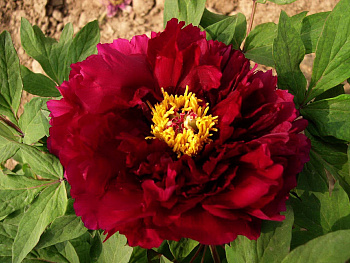 Пион древовидный Эмбелиш Инк