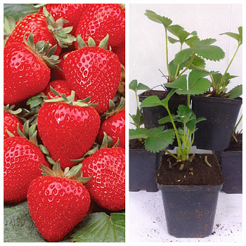 Земляника садовая Анабель НАБОР 5ШТ