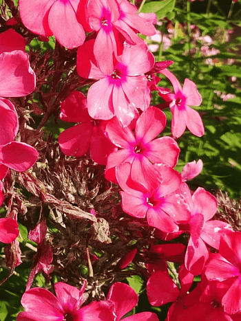 Флокс метельчатый Факел