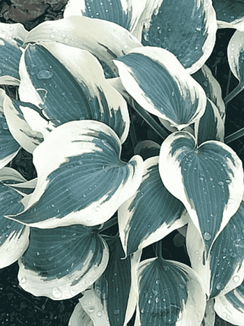 Хоста Great Escape