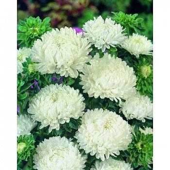 Астра Леди Корал Креми вайт