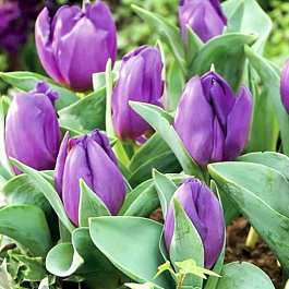 Тюльпан Триумф Бейби Блу