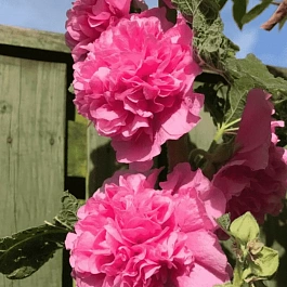 Мальва розовая Chater's Double  Rose