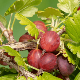 Крыжовник обыкновенный Славный