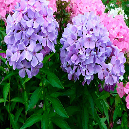 Флокс Голубая Гортензия