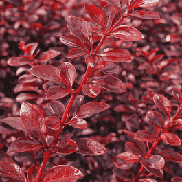 Барбарис оттавский Auricoma