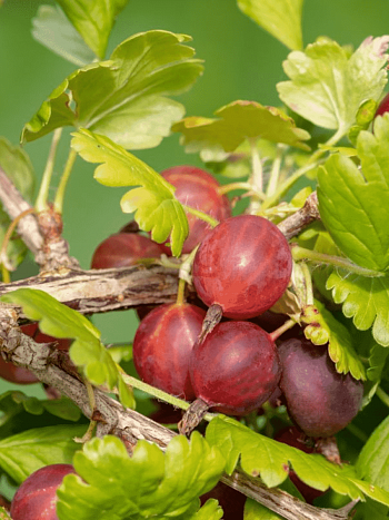 Крыжовник обыкновенный Славный