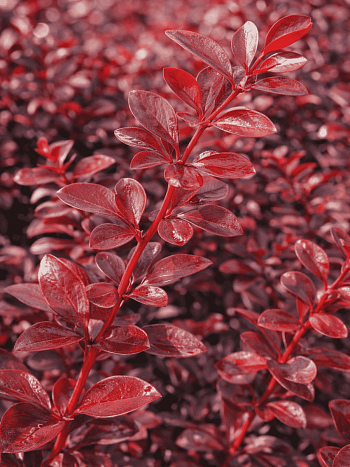 Барбарис оттавский Auricoma