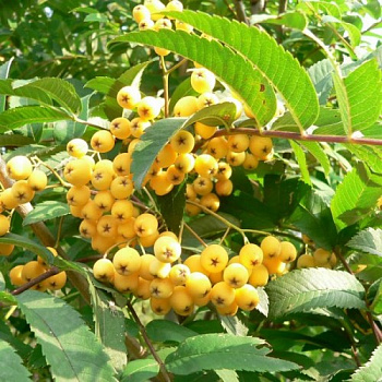 Рябина Арнольда Голден Вондер Рябина Арнольда Голден Вондер