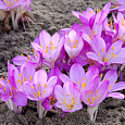 Колхикум Purpureum