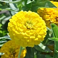 Цинния лиллипут Лимонная Цинния лиллипут Лимонная