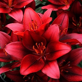 Лилия азиатская горшечная Тайни Рокет