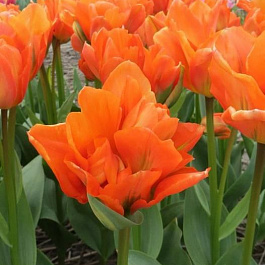 Тюльпан махровый ранний Диснейленд Париж