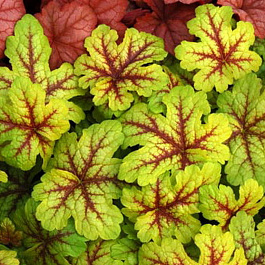 Гейхерелла Алабама Санрайз