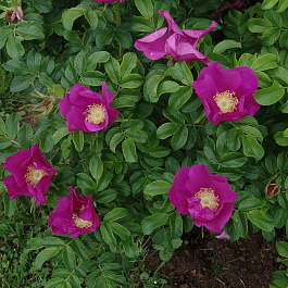 Роза морщинистая Рубра Роза морщинистая Рубра