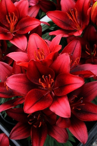 Лилия азиатская горшечная Тайни Рокет