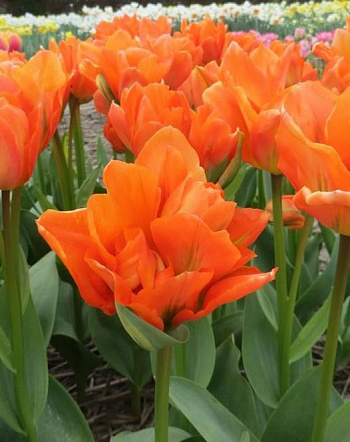 Тюльпан махровый ранний Диснейленд Париж