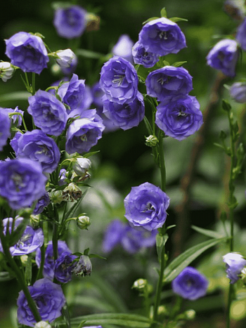 Колокольчик персиколистный LA BELLE BLUE