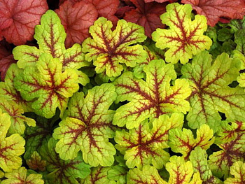 Гейхерелла Алабама Санрайз