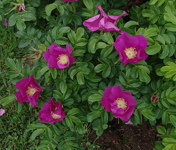 Роза морщинистая Рубра