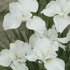 Ирис сибирский Swans In Flight