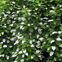 Актинидия полигама Мужская форма из семьи Узорчатой