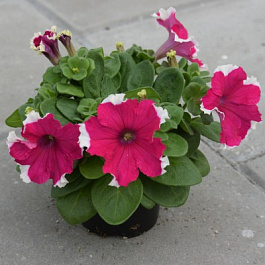 Петуния грандифлора Дримс Роуз Пикоти