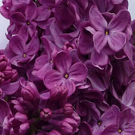 Сирень обыкновенная Маршал Соколовский