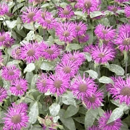 Монарда гибридная Melissa