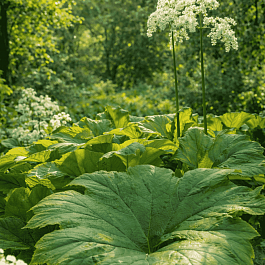Астильбоидес пластинчатый