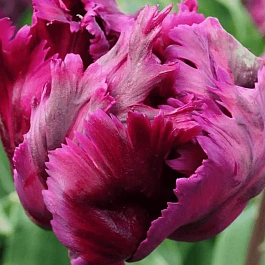 Тюльпан Negrita Parrot