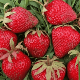 Земляника садовая Ламбада