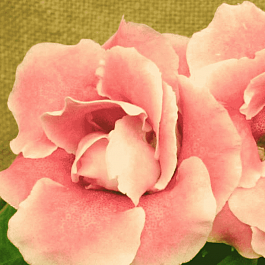 Глоксиния  Avanti Peach Rose